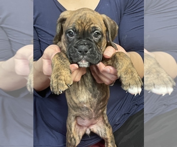 Medium Photo #13 Boxer Puppy For Sale in HAMILTON, NJ, USA