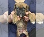 Small Photo #13 Boxer Puppy For Sale in HAMILTON, NJ, USA