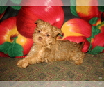 Image preview for Ad Listing. Nickname: Goldie Girl