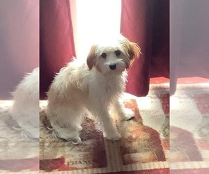 Cavachon Puppy for sale in COLORADO SPRINGS, CO, USA
