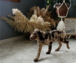 Catahoula Leopard Dog Puppy for sale in EVART, MI, USA
