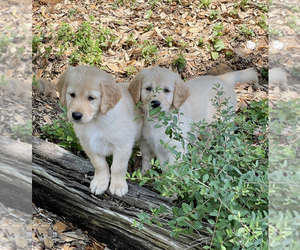 Golden Retriever Puppy for sale in SMITHVILLE, TX, USA