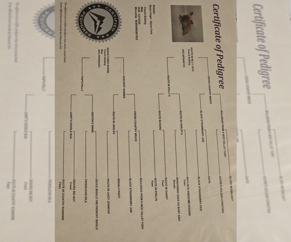 Medium Photo #1 French Bulldog Puppy For Sale in SARASOTA, FL, USA