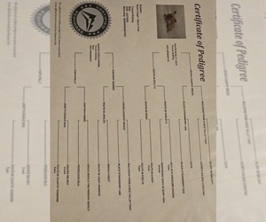 Father of the French Bulldog puppies born on 01/04/2025