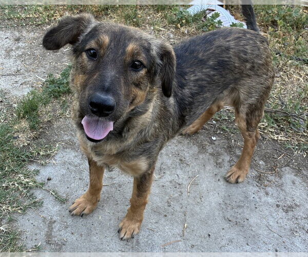 Medium Photo #6 Mutt Puppy For Sale in San Diego, CA, USA