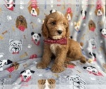 Small #5 Cavapoo (Miniature)