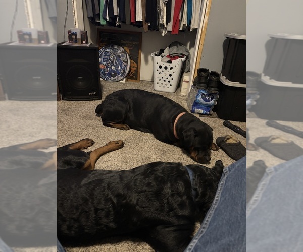 Medium Photo #1 Rottweiler Puppy For Sale in DANVILLE, IL, USA