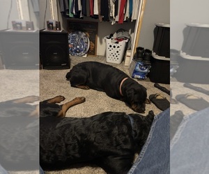 Mother of the Rottweiler puppies born on 12/07/2025