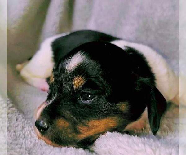 Medium Photo #3 Dachshund Puppy For Sale in LAKE PANAMOKA, NY, USA