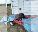 Puppy Black Female Borador