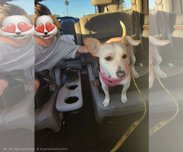 Medium Photo #6 Chihuahua-Unknown Mix Puppy For Sale in San Diego, CA, USA