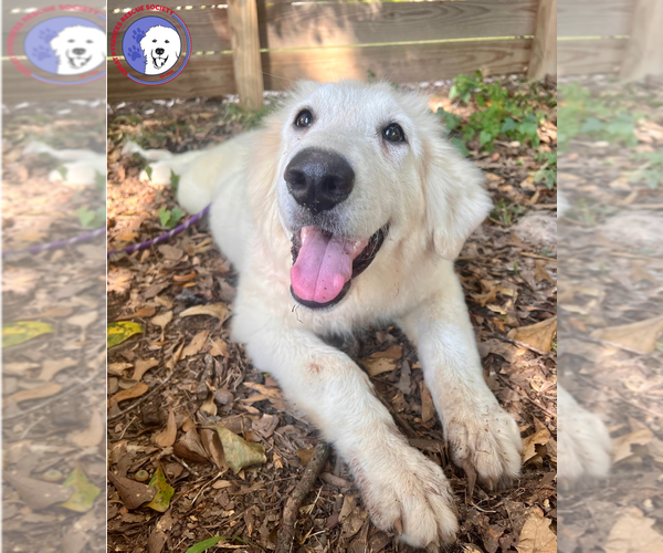 Medium Photo #1 Great Pyrenees Puppy For Sale in Spring, TX, USA