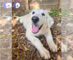 Small Great Pyrenees