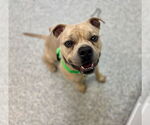 Small #8 American Staffordshire Terrier