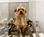Small #9 Norwich Terrier Mix