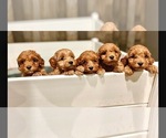 Small Photo #1 Australian Labradoodle Puppy For Sale in BELLMEAD, TX, USA
