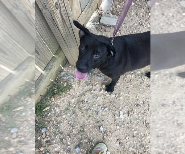 Medium Photo #5 Labrador Retriever Puppy For Sale in Jackson, MS, USA