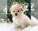 Small #9 Maltipoo