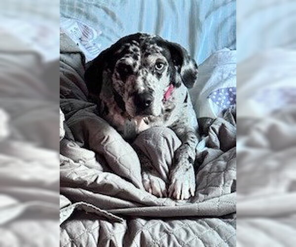 Medium Photo #4 Black and Tan Coonhound-Catahoula Leopard Dog Mix Puppy For Sale in Atlanta, GA, USA