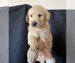 Small #4 Goldendoodle-Labrador Retriever Mix