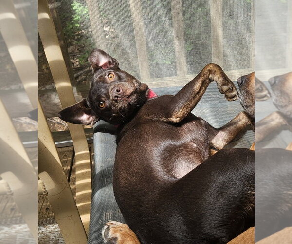 Medium Photo #29 Mutt Puppy For Sale in Candler, NC, USA