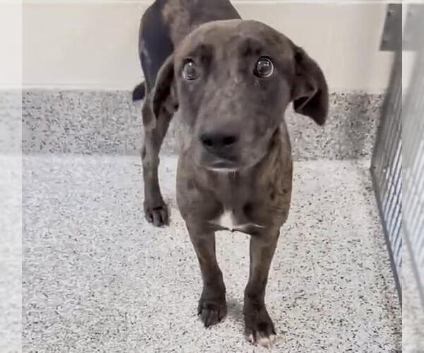 Medium Photo #2 Catahoula Leopard Dog-Unknown Mix Puppy For Sale in Houston, TX, USA