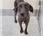 Small #1 Catahoula Leopard Dog Mix