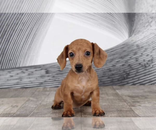 Medium Photo #2 Dachshund Puppy For Sale in WESTPOINT, IN, USA