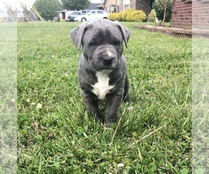 American Pit Bull Terrier Puppy for sale in SMYRNA, TN, USA