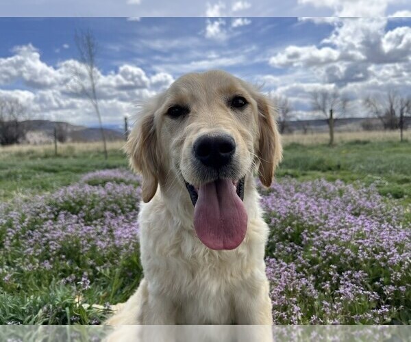 Medium Photo #2 Golden Retriever Puppy For Sale in DE BEQUE, CO, USA