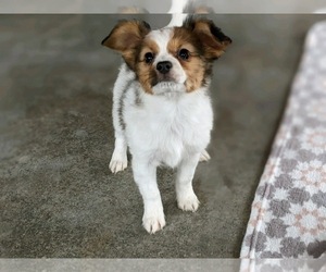 Papillon Puppy for sale in MILLERSBURG, OH, USA