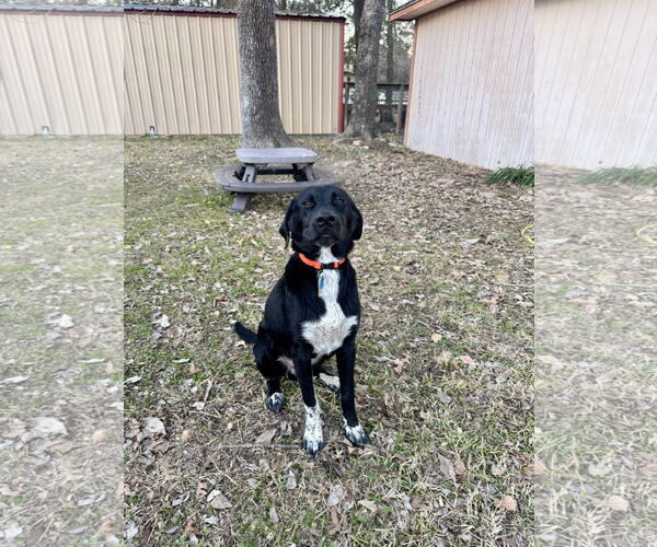 Medium Photo #2 Labrador Retriever-Unknown Mix Puppy For Sale in The Woodlands, TX, USA