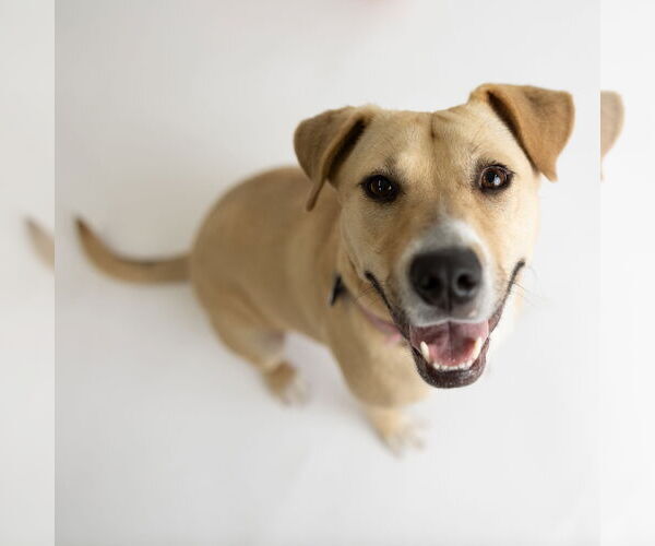 Medium Photo #44 American Pit Bull Terrier-Unknown Mix Puppy For Sale in Fargo, ND, USA