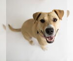 Small #43 American Pit Bull Terrier Mix