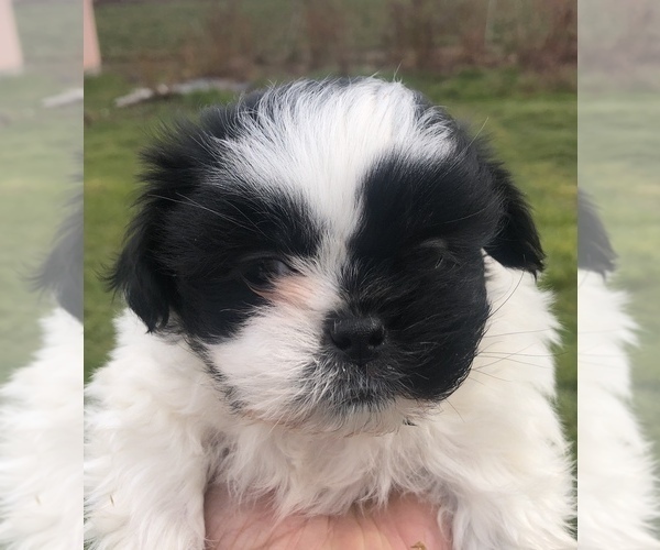 Medium Photo #1 Shih Tzu Puppy For Sale in CORVALLIS, OR, USA