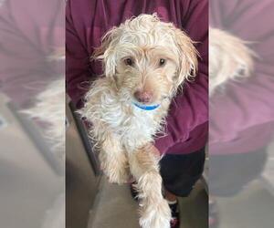 Maltipoo (Miniature) Dogs for adoption in San Martin, CA, USA