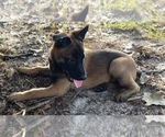 Puppy 3 Belgian Malinois