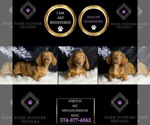 Dachshund Puppy for sale in WARSAW, IN, USA