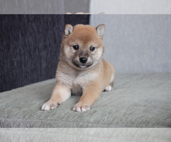 Medium Photo #2 Shiba Inu Puppy For Sale in WASHINGTON, DC, USA