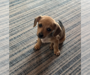 Chihuahua-Unknown Mix Dogs for adoption in Brooklyn Center, MN, USA