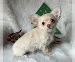 Small #3 Chihuahua