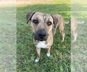 CHARLIE - Female Labrador Retriever-Unknown Mix Dog for Adoption - Photo #2