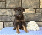 Small #5 German Shepherd Dog
