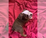 Small Photo #4 Bulldog Puppy For Sale in SPRING HILL, FL, USA