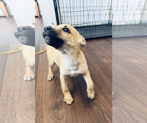 Medium Photo #17 Rat Terrier-Unknown Mix Puppy For Sale in Columbus, IN, USA