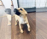 Small #16 Rat Terrier Mix