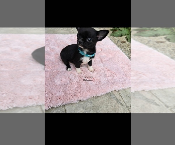 Medium Photo #2 Chihuahua Puppy For Sale in CRAFTON, PA, USA