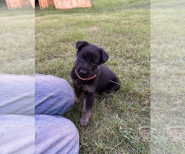 Medium Photo #15 German Shepherd Dog Puppy For Sale in SENECA, SC, USA