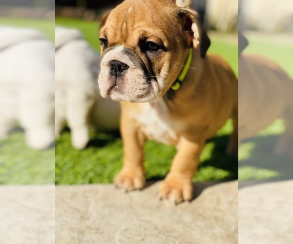 Medium Photo #1 Bulldog Puppy For Sale in SELMA, CA, USA