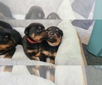 Small Photo #8 Rottweiler Puppy For Sale in SAN BERNARDINO, CA, USA